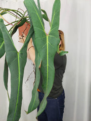 Philodendron Spiritus Sancti Adult