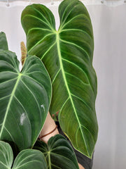 Philodendron Melanochrysum groß