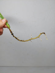 Epipremnum Amplissimum Aurea Stecklinge