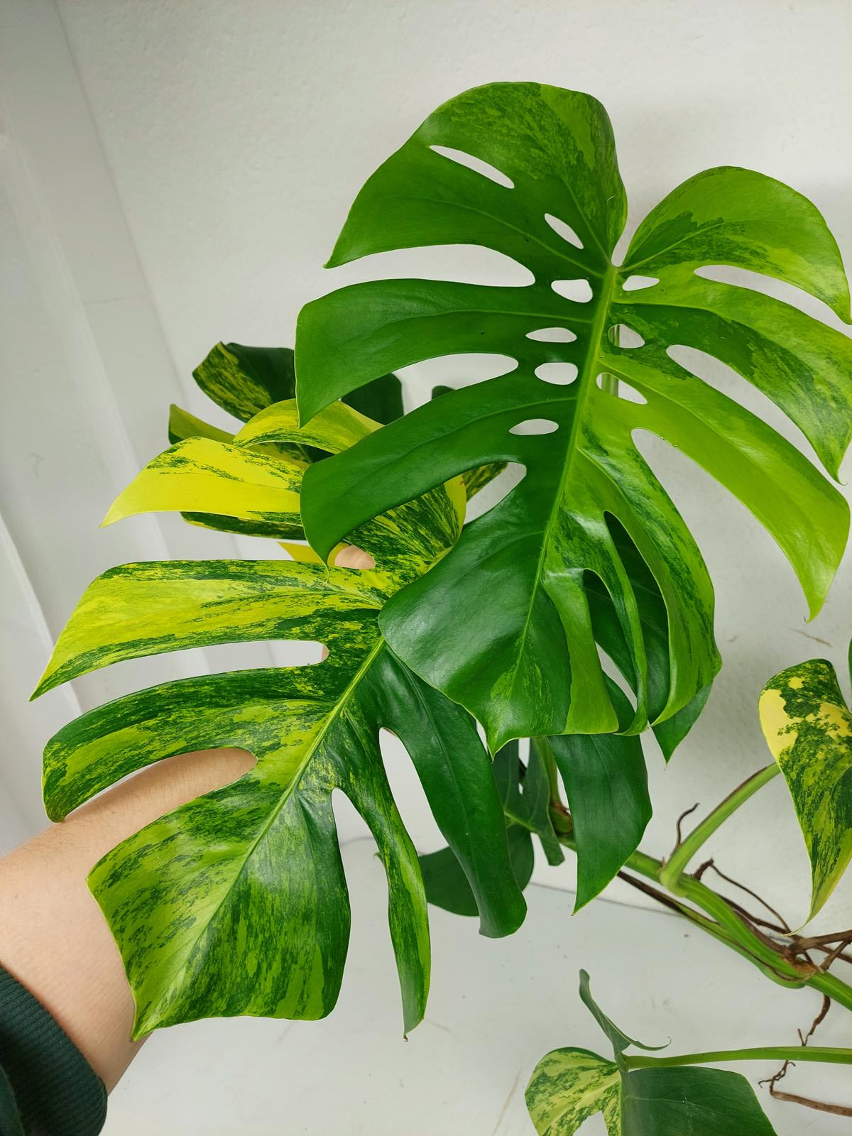 Monstera Aurea Stecklinge