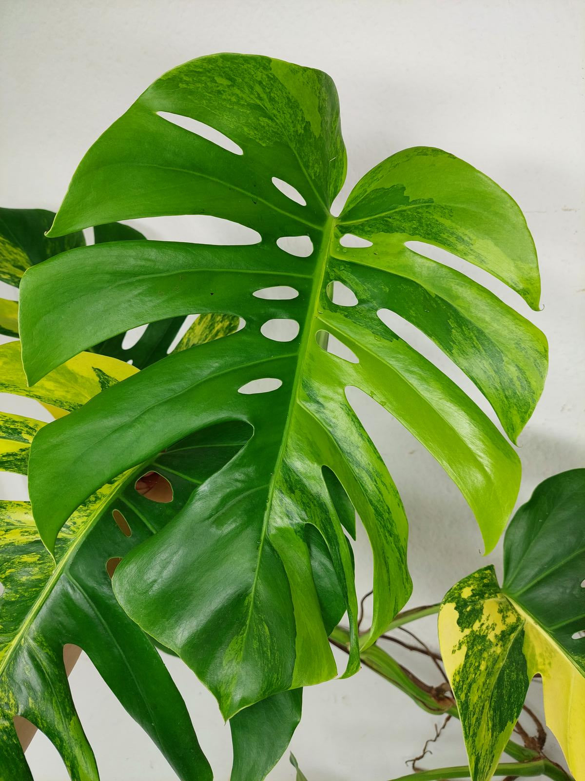 Monstera Aurea Stecklinge