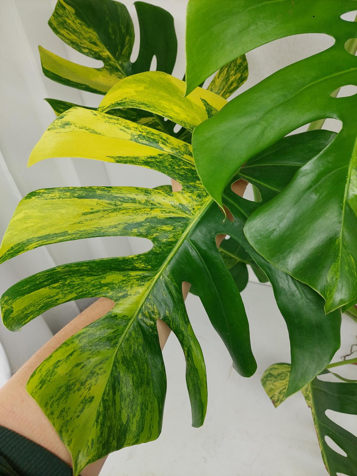 Monstera Aurea Stecklinge