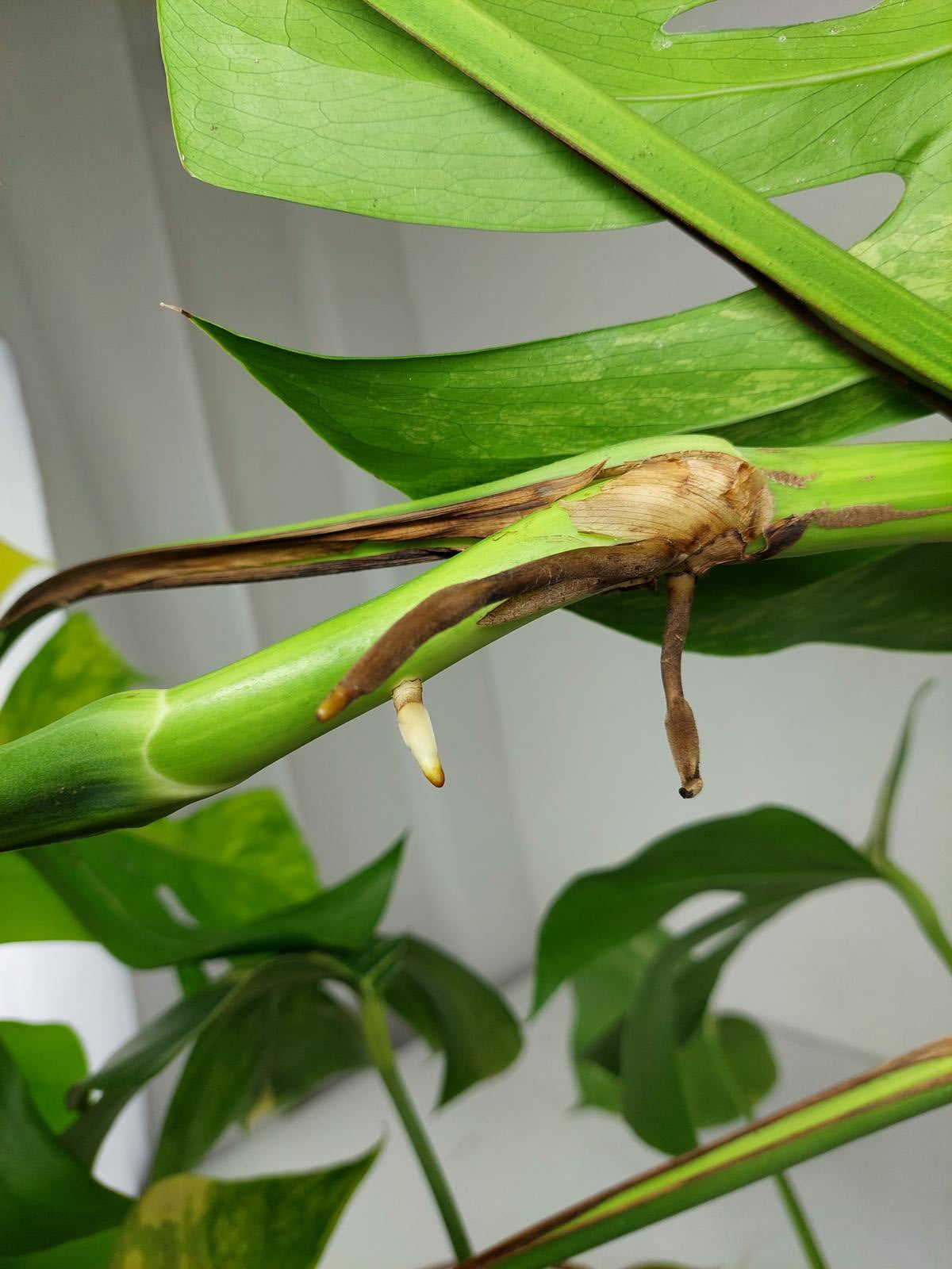 Monstera Aurea Stecklinge