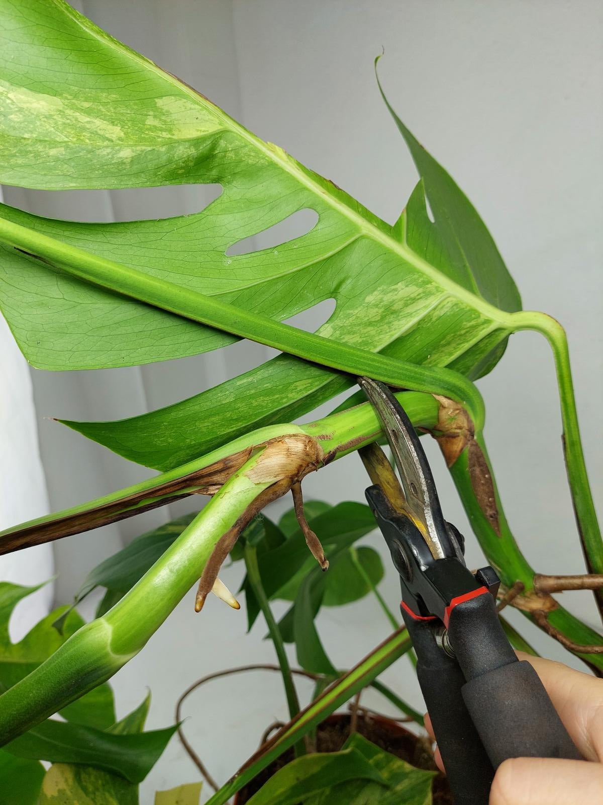 Monstera Aurea Stecklinge