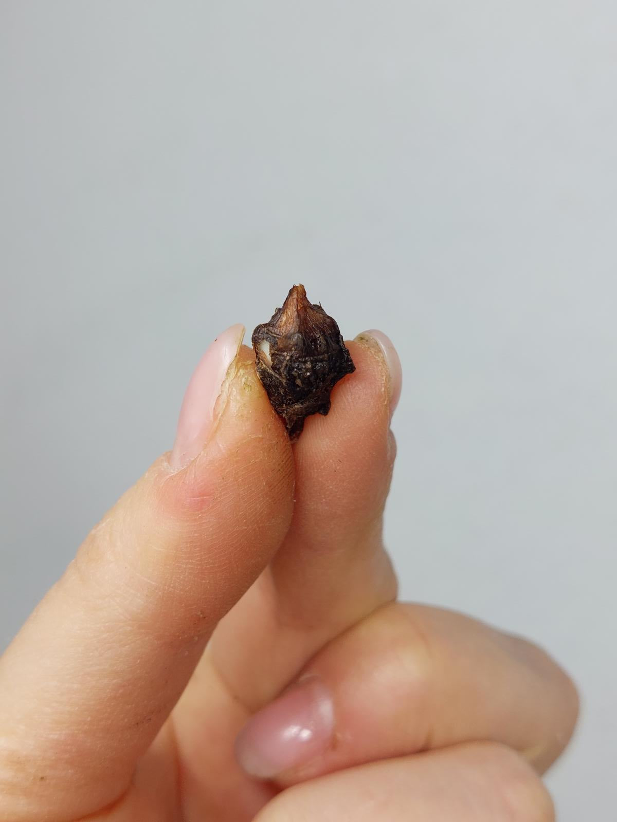 Alocasia Macrorrhiza Splash (Rhizom / Bulbe)