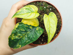 Monstera Siltepecana Aurea