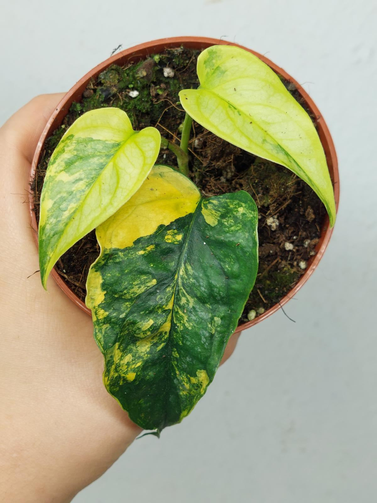 Monstera Siltepecana Aurea