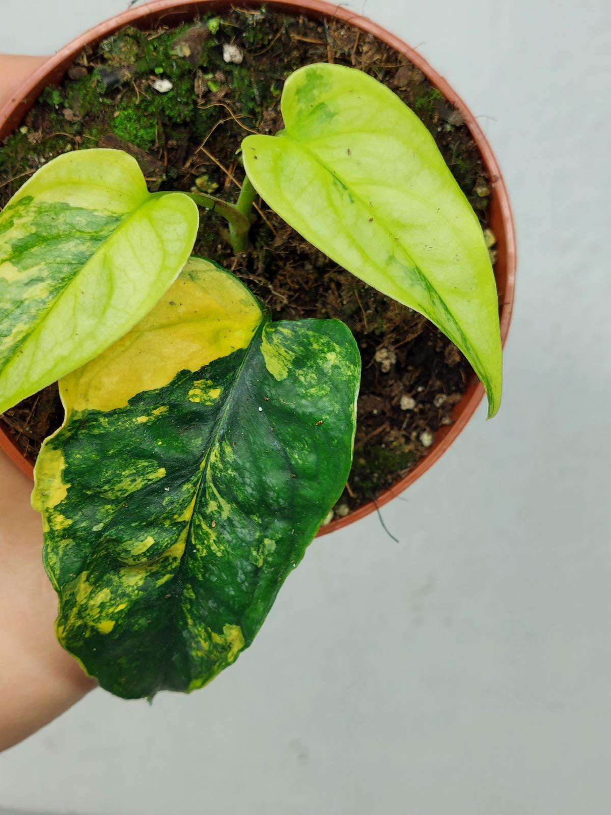 Monstera Siltepecana Aurea