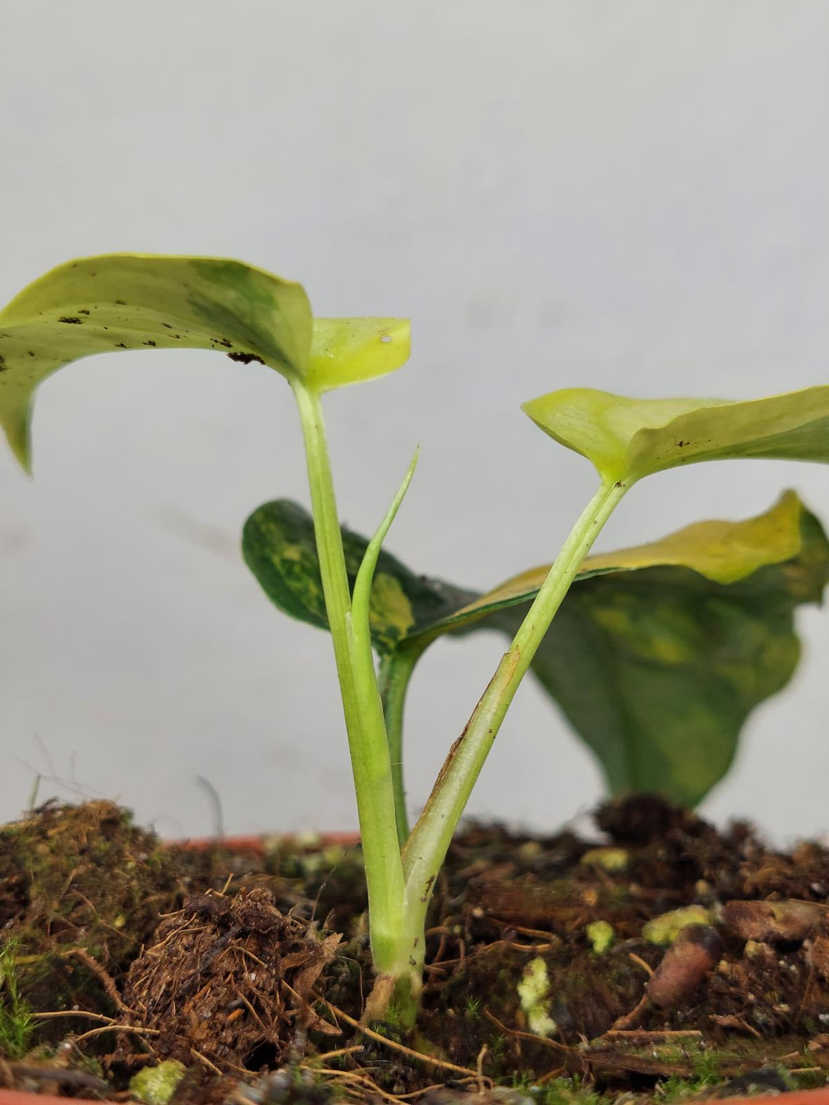 Monstera Siltepecana Aurea