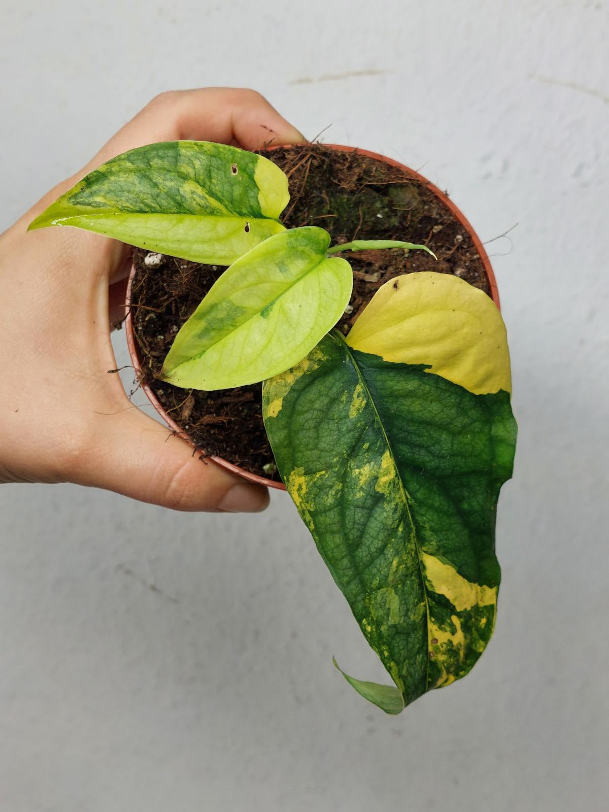 Monstera Siltepecana Aurea