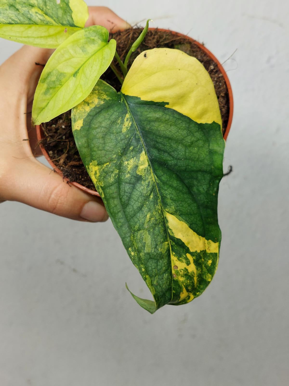 Monstera Siltepecana Aurea