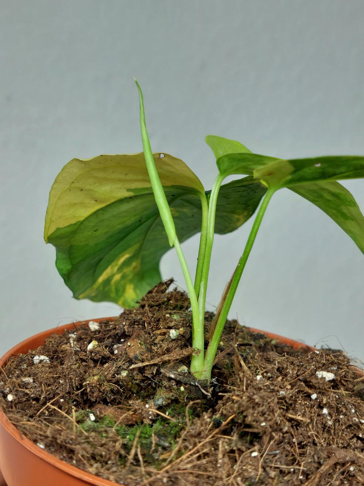 Monstera Siltepecana Aurea