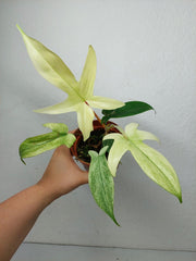 Philodendron Florida Ghost