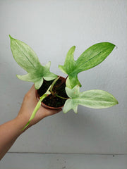 Philodendron Florida Ghost