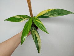 Epipremnum Amplissimum Aurea