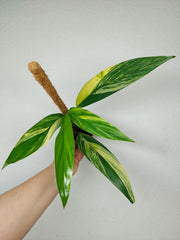 Epipremnum Amplissimum Aurea