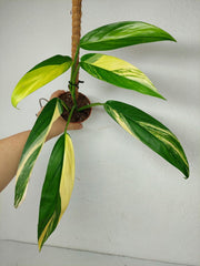 Epipremnum Amplissimum Aurea