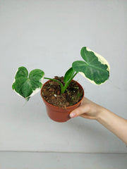 Alocasia Mickey Mouse / Xanthosoma Variegata