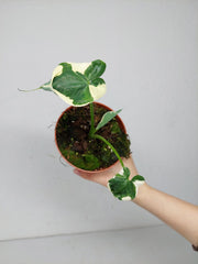 Alocasia Mickey Mouse / Xanthosoma Variegata