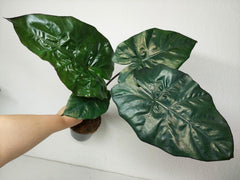 Alocasia Yucatan Princess