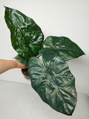 Alocasia Yucatan Princess