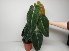 Philodendron Melanochrysum