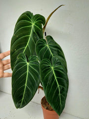Philodendron Melanochrysum