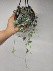 String of Hearts Variegata