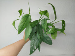 Epipremnum Cebu Blue