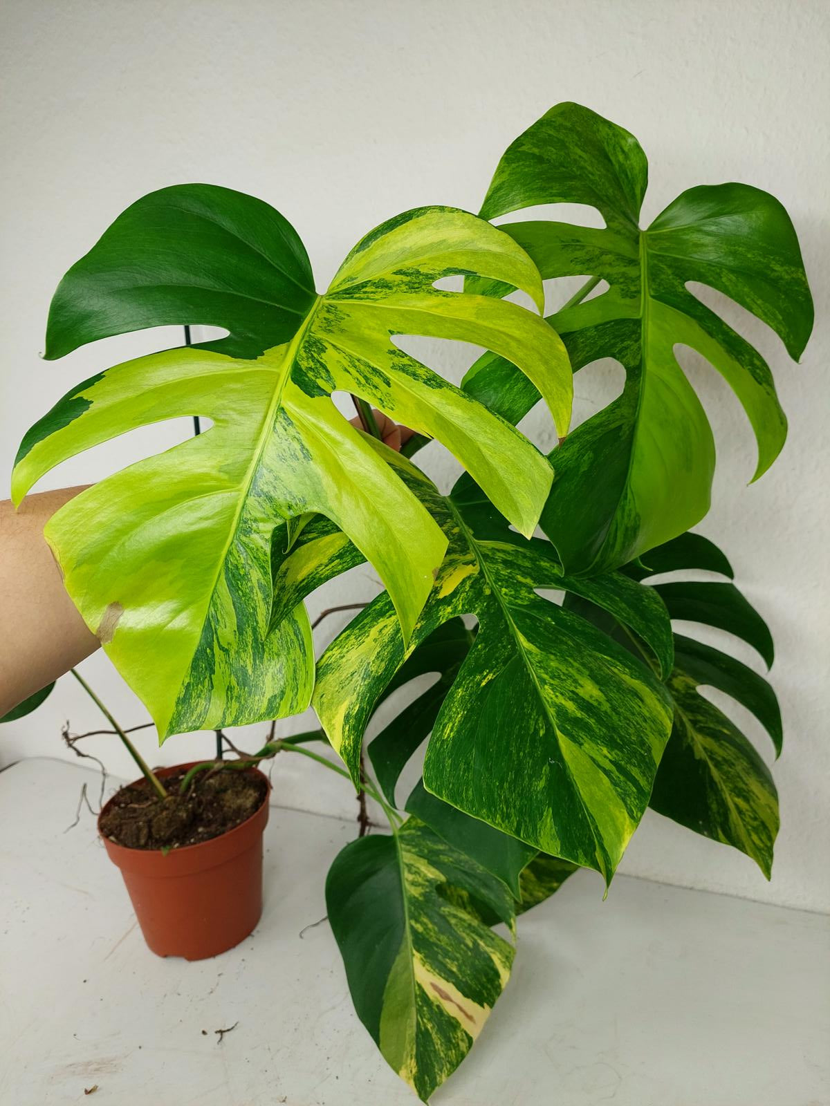 Monstera Aurea Stecklinge