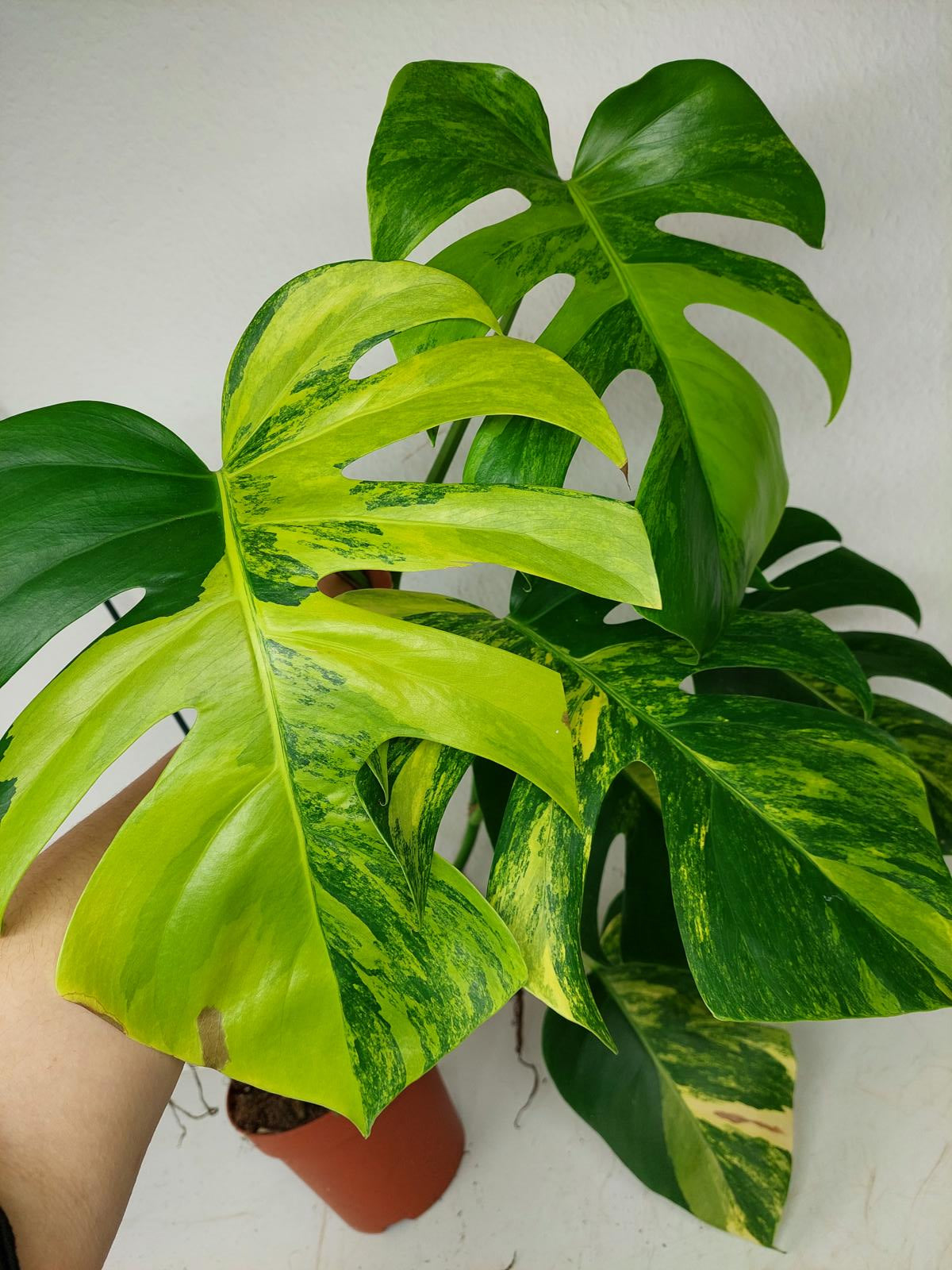 Monstera Aurea Stecklinge