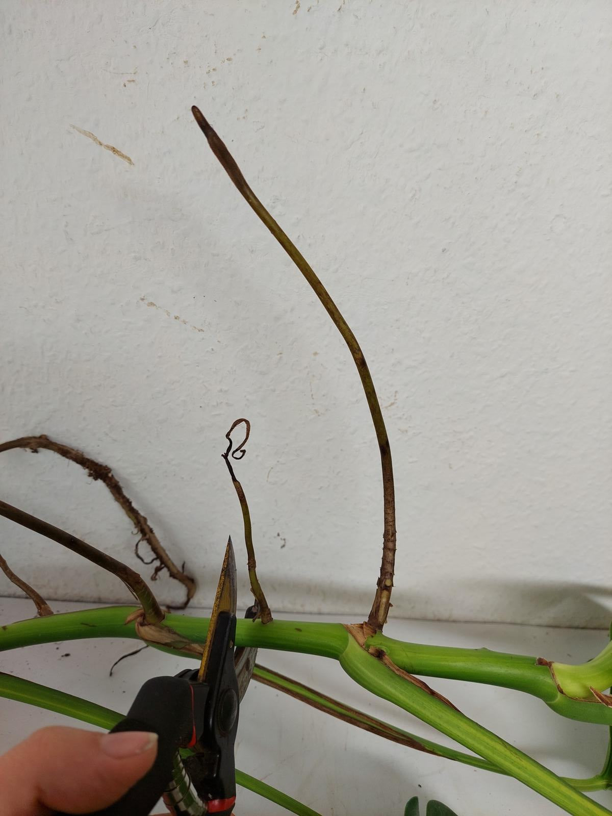 Monstera Aurea Stecklinge