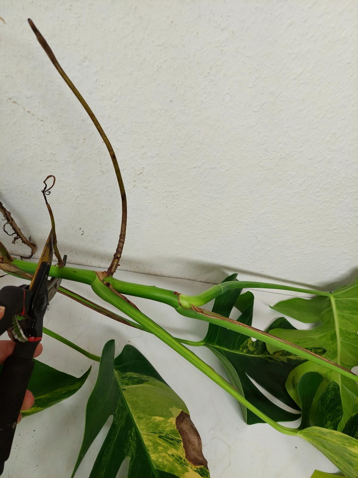 Monstera Aurea Stecklinge