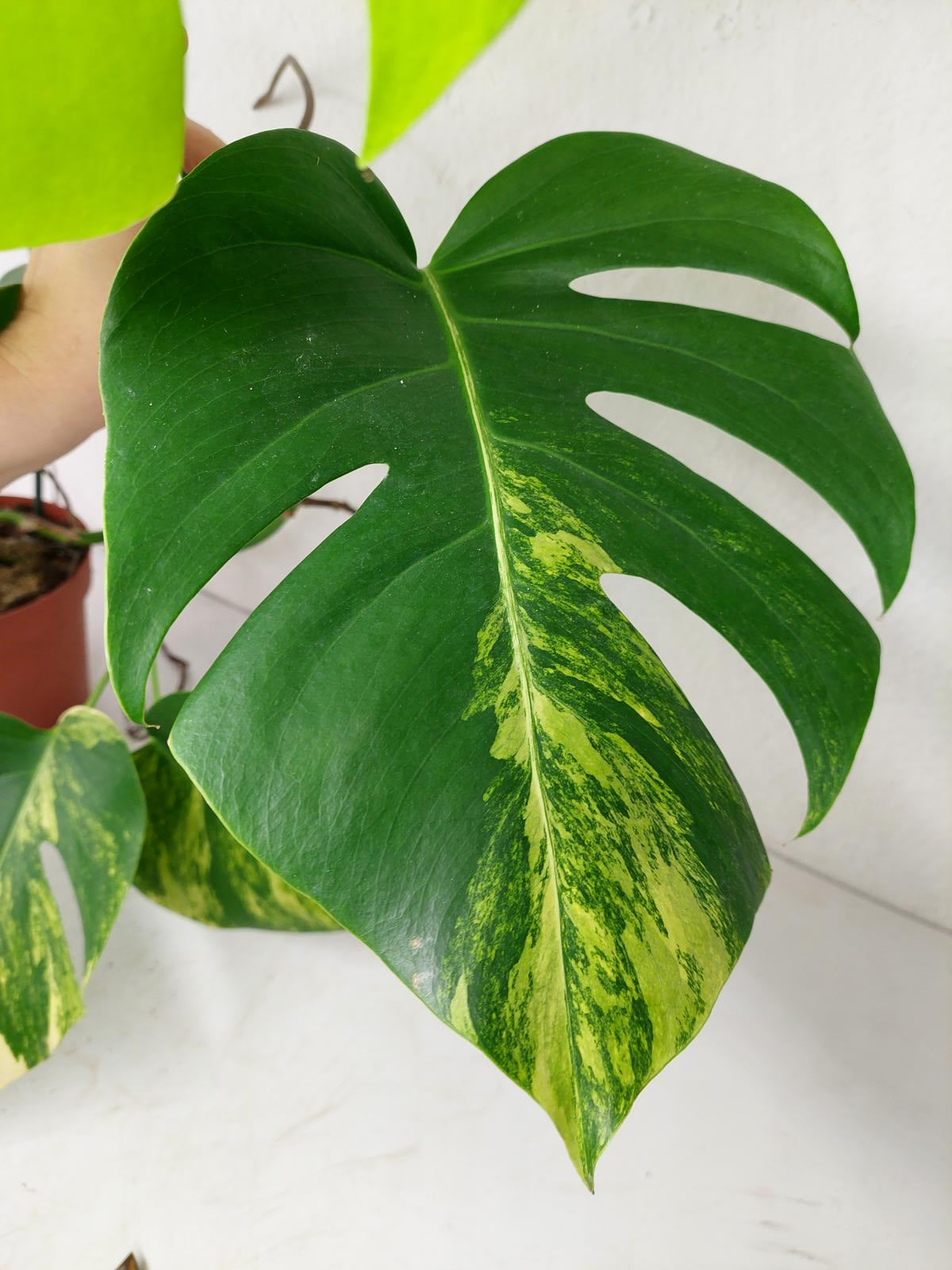 Monstera Aurea Stecklinge