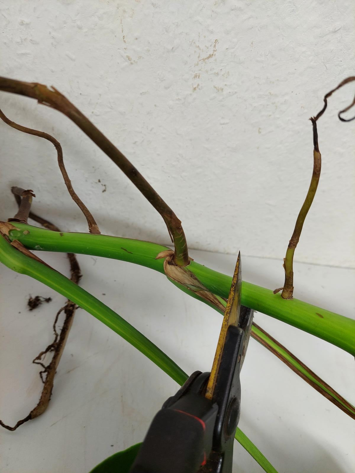 Monstera Aurea Stecklinge