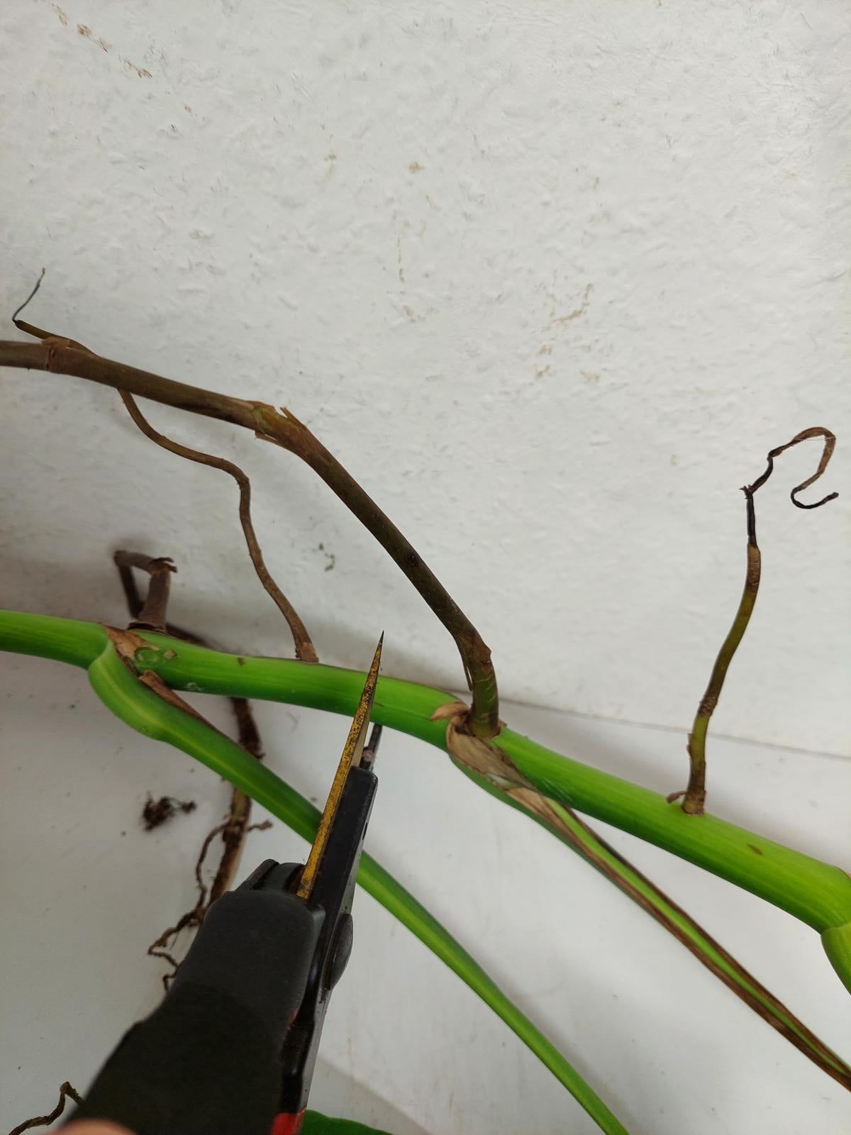 Monstera Aurea Stecklinge