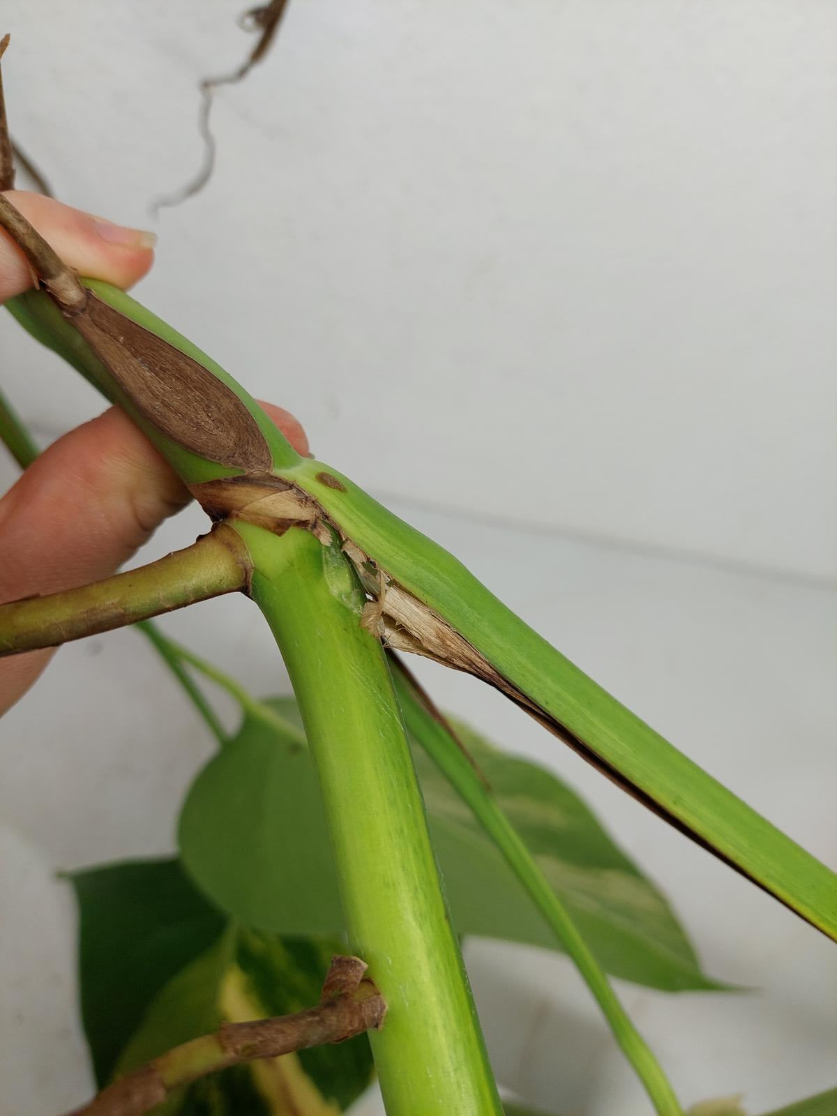 Monstera Aurea Stecklinge