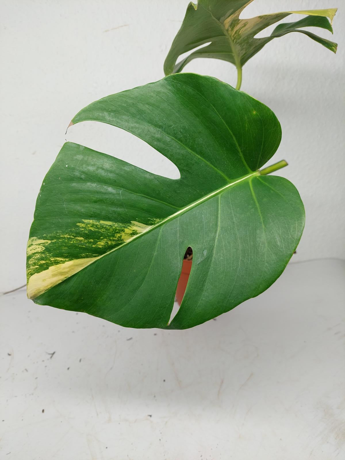 Monstera Aurea Stecklinge