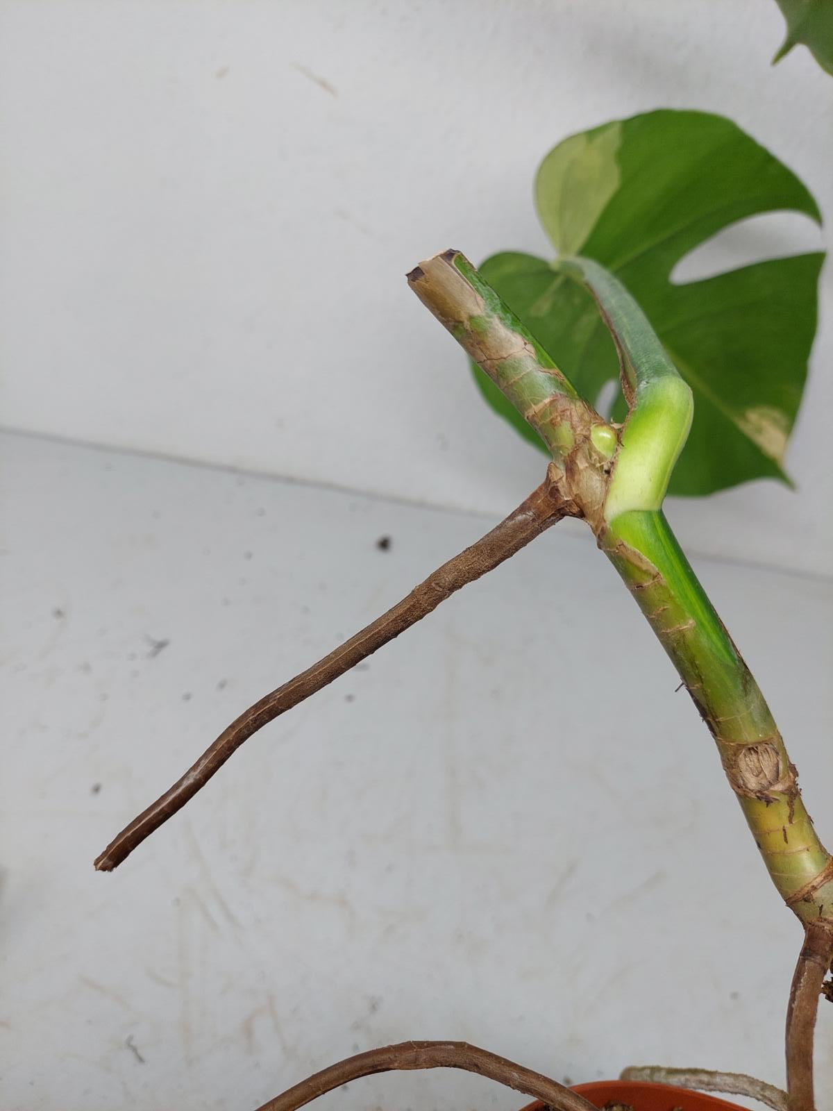 Monstera Aurea Stecklinge