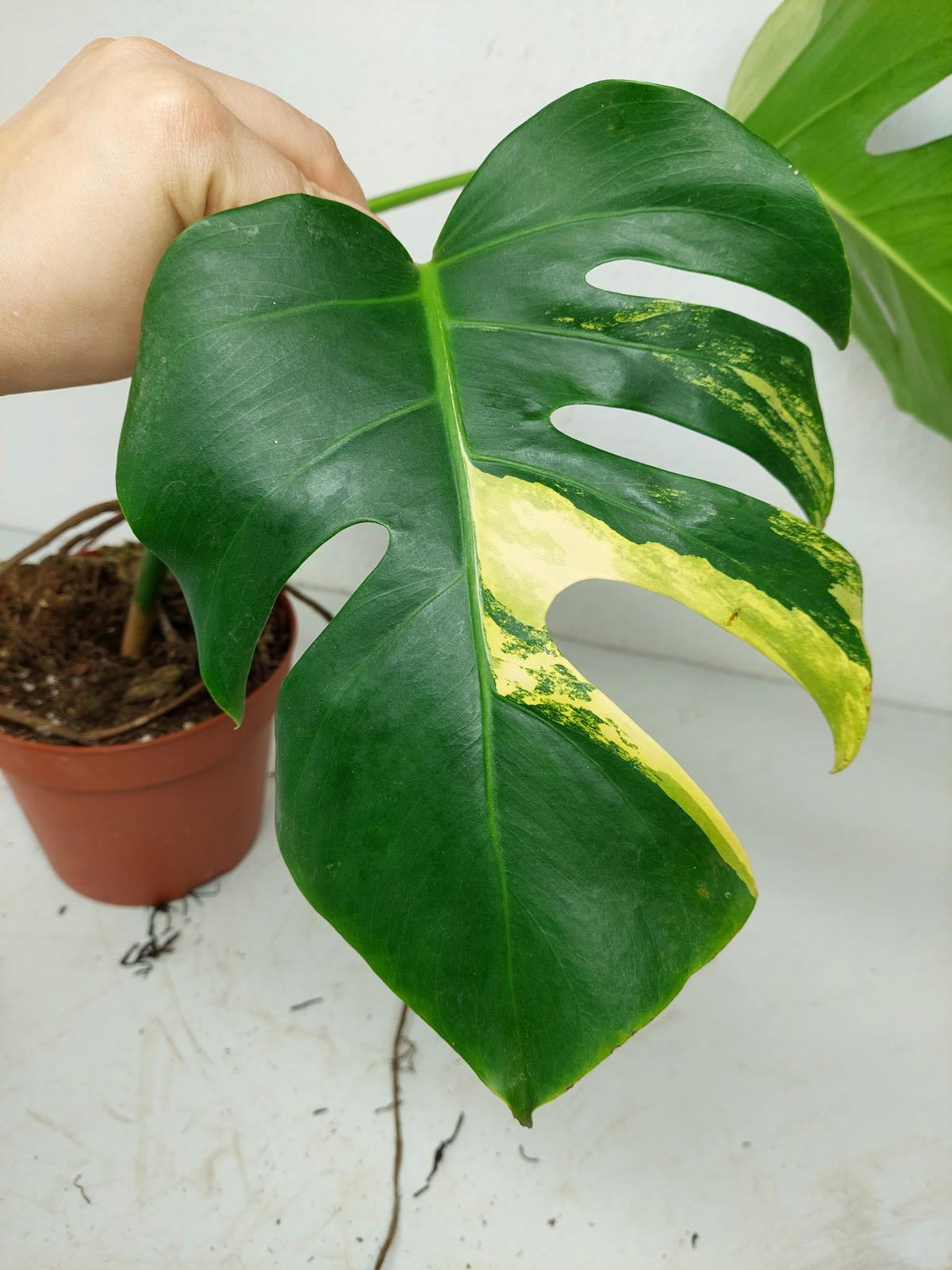 Monstera Aurea Stecklinge