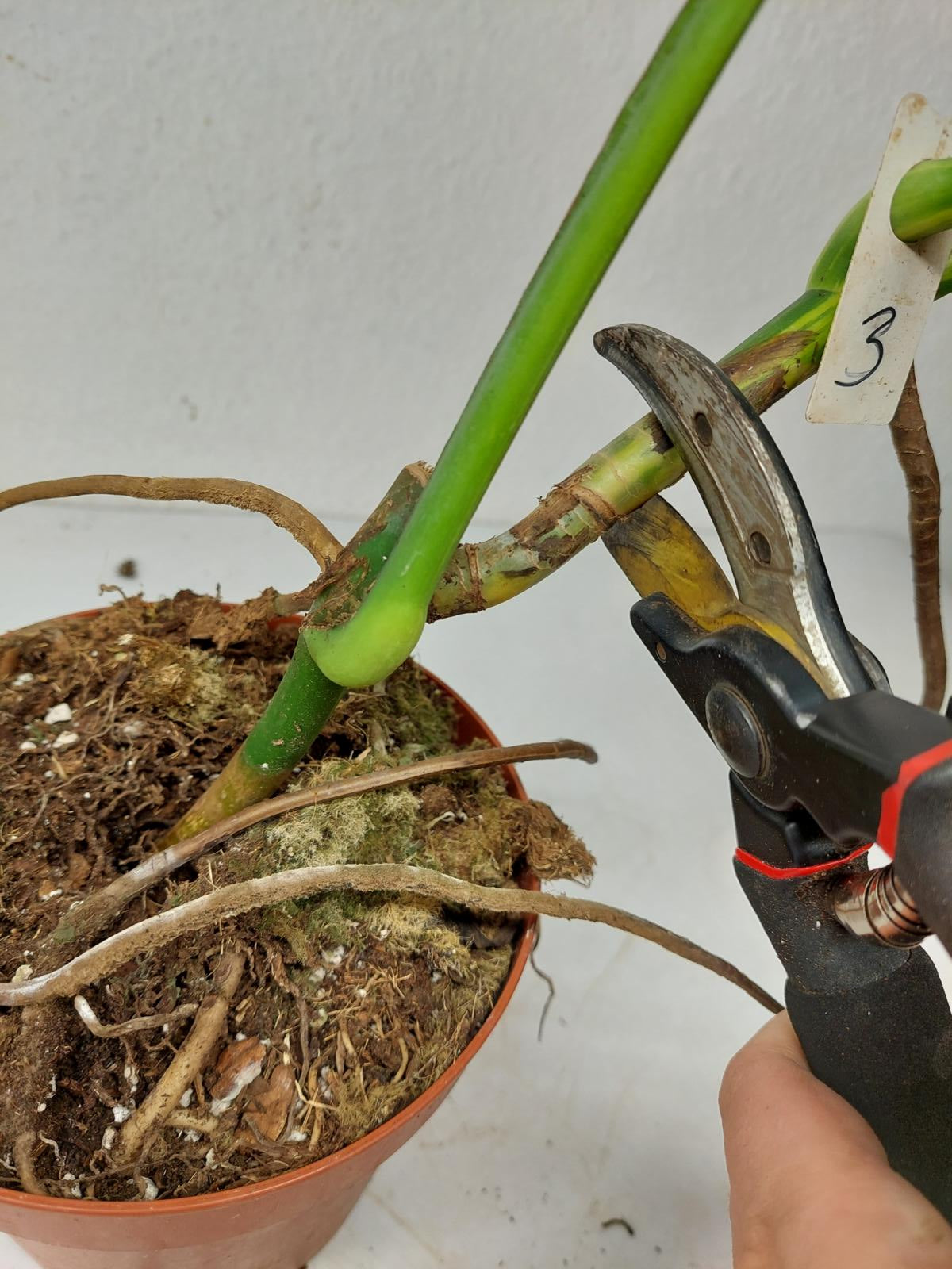 Monstera Aurea Stecklinge
