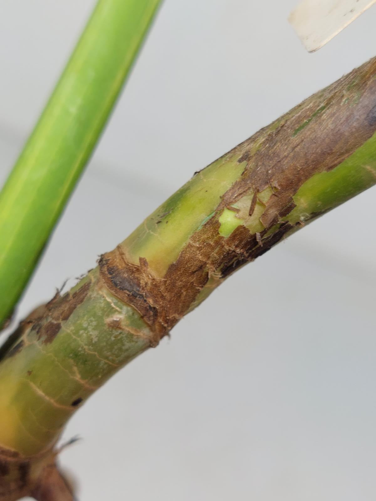 Monstera Aurea Stecklinge
