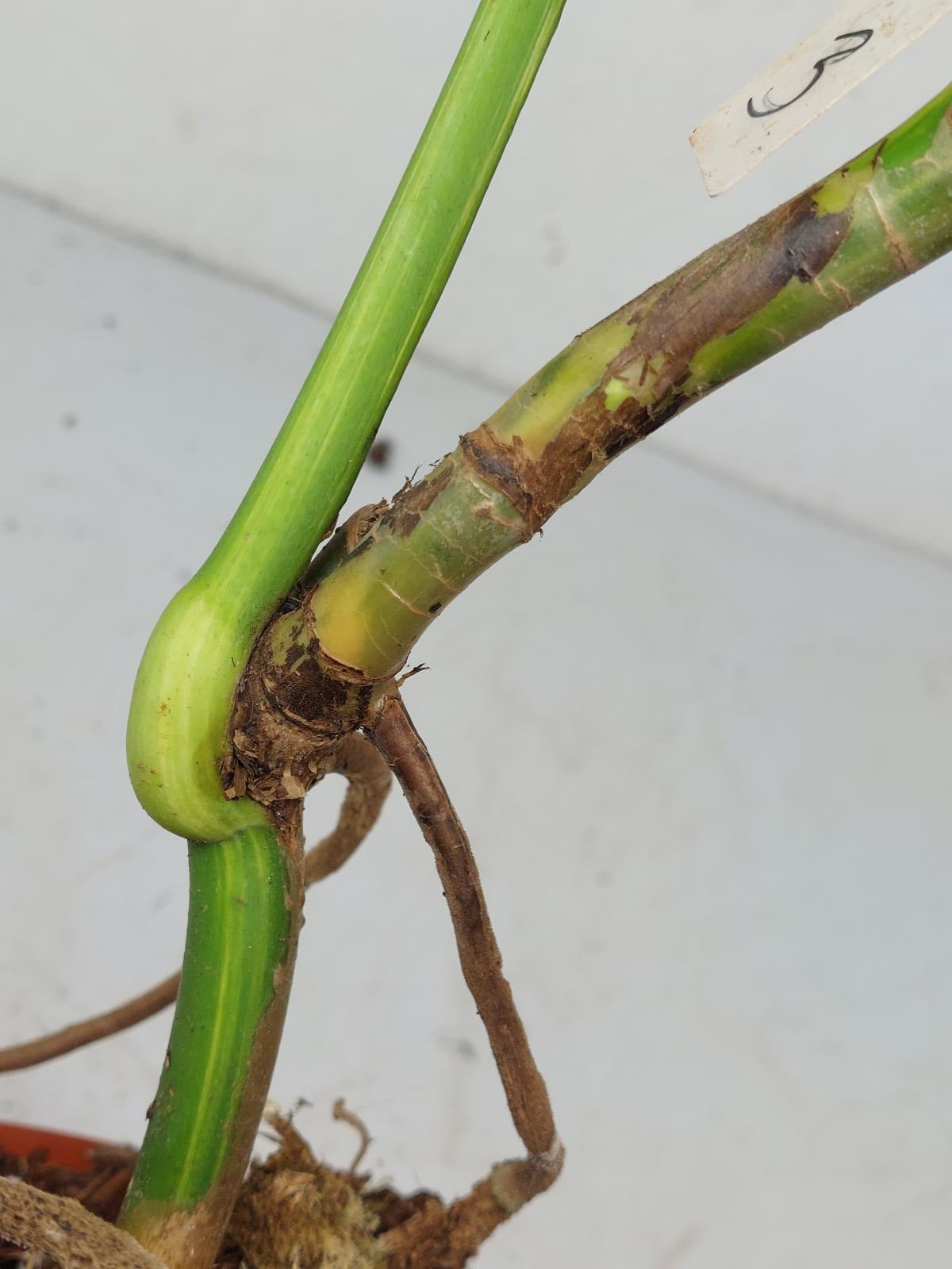 Monstera Aurea Stecklinge