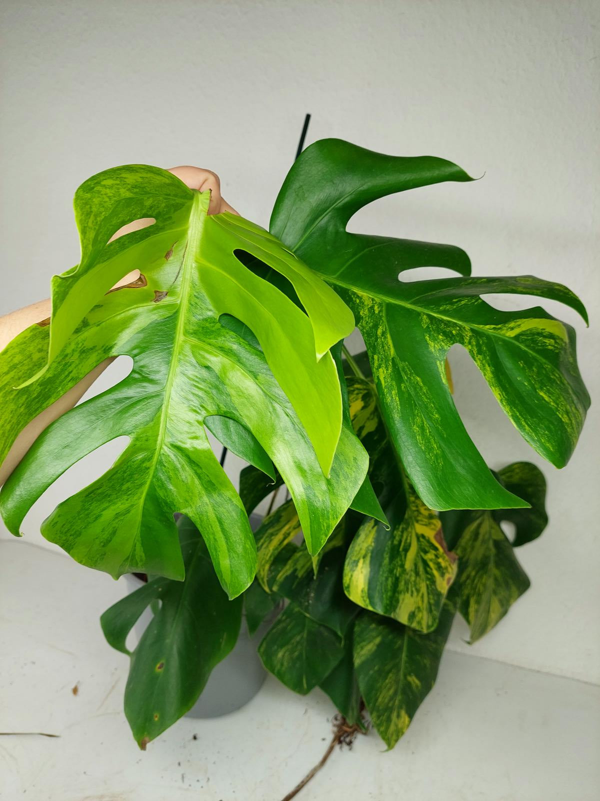 Monstera Aurea Stecklinge
