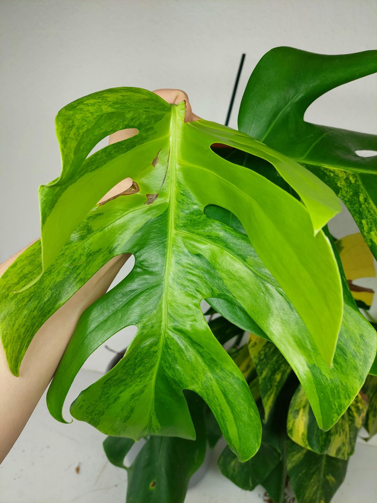 Monstera Aurea Stecklinge