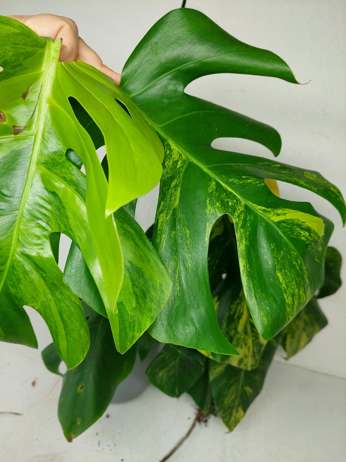 Monstera Aurea Stecklinge
