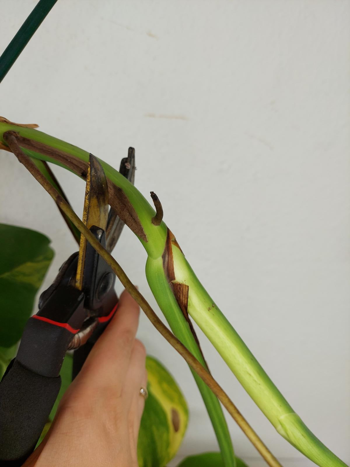Monstera Aurea Stecklinge