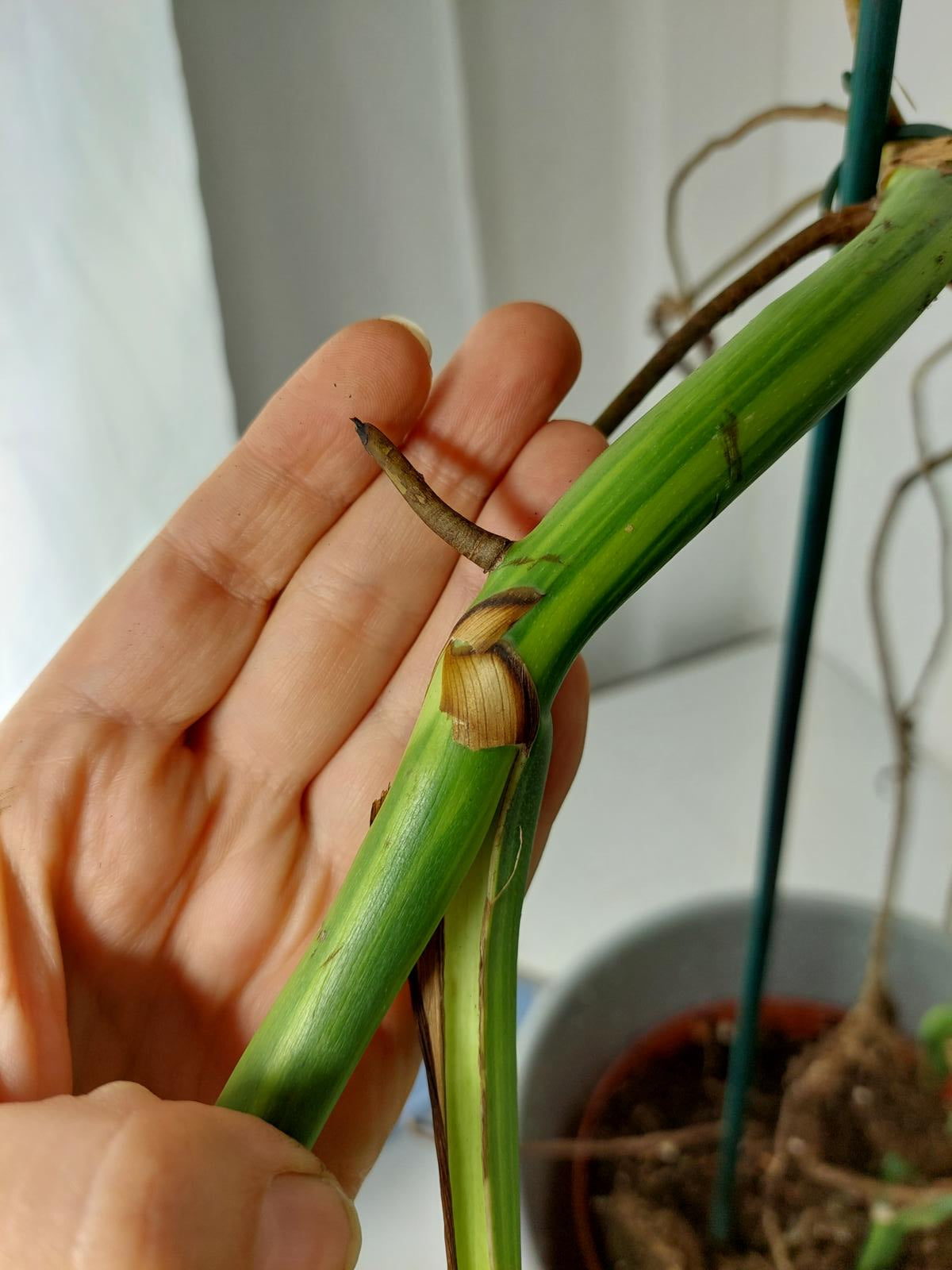 Monstera Aurea Stecklinge
