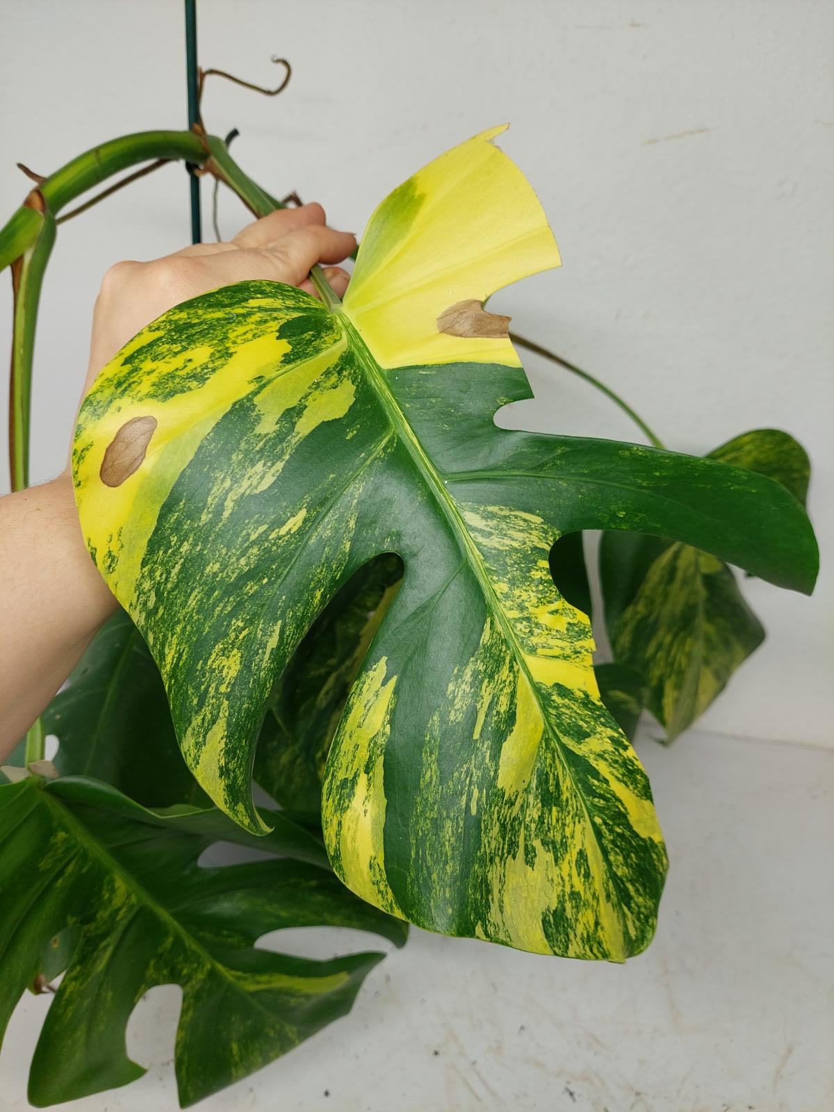 Monstera Aurea Stecklinge