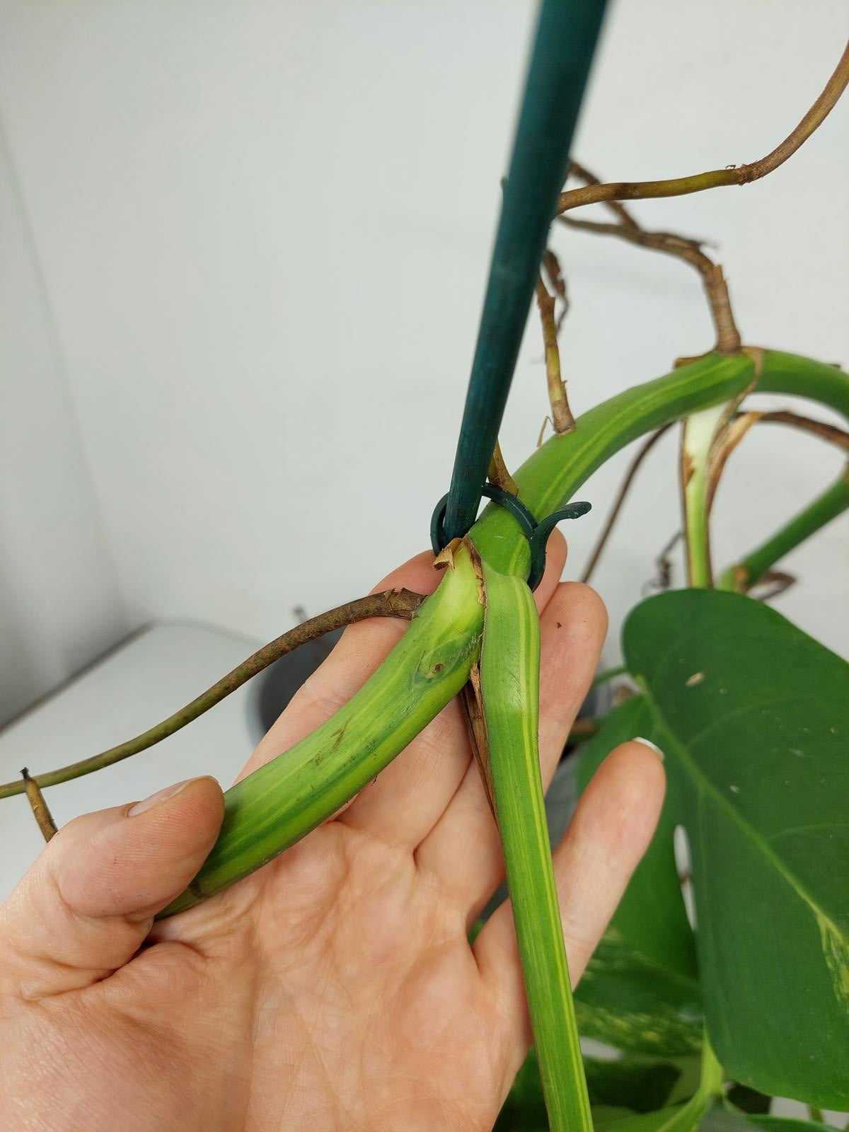 Monstera Aurea Stecklinge